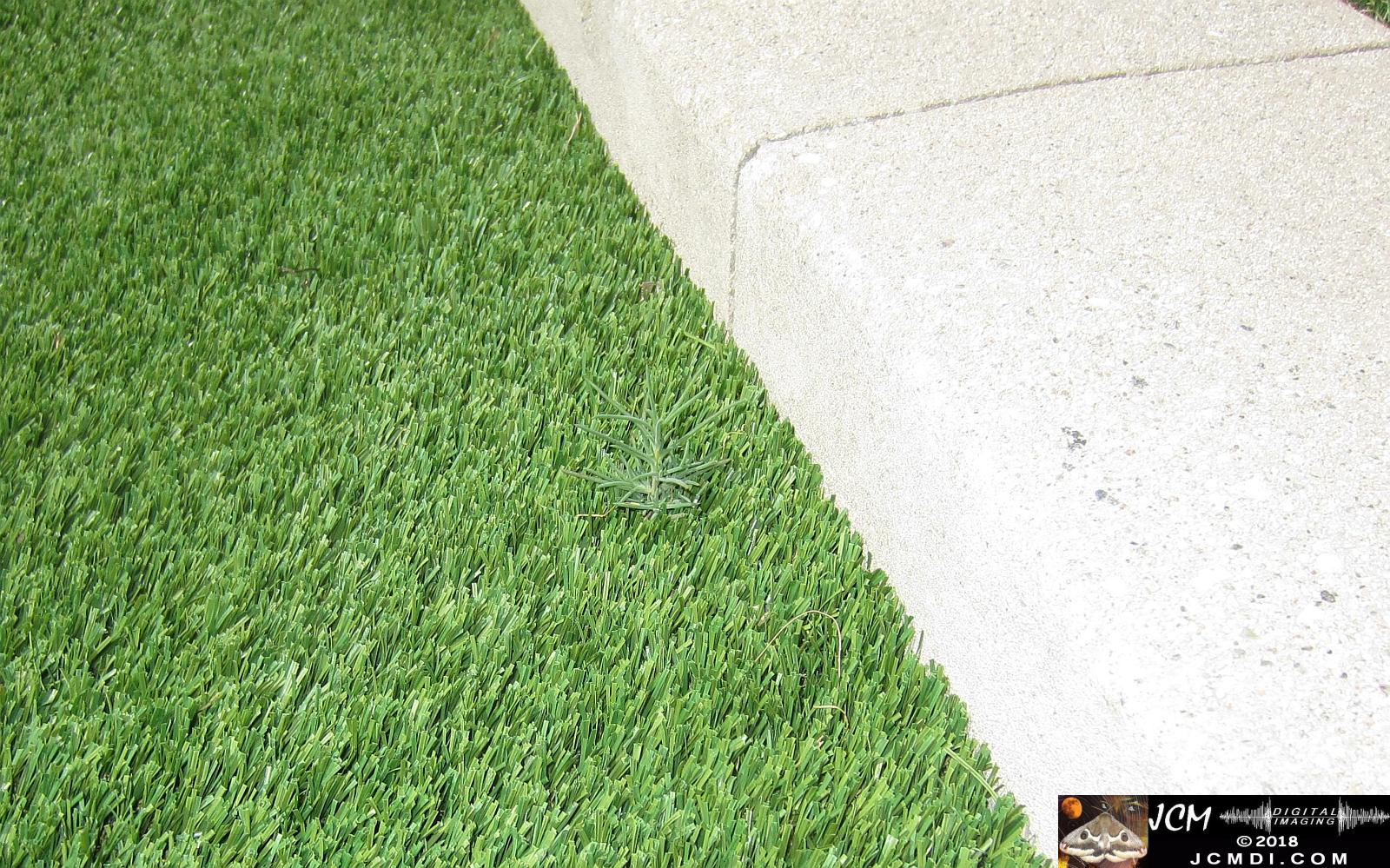 Pine seedling growing in artificial grass at Plum Cyn model home in Saugus, CA
